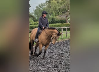 Selle Français Mix, Merrie, 15 Jaar, 157 cm, Buckskin
