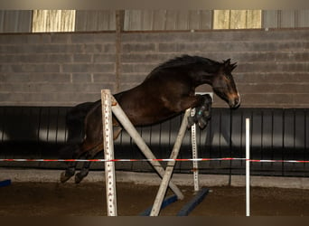 Selle Français, Merrie, 15 Jaar, 165 cm, Zwartbruin