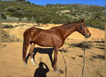 Selle Français, Merrie, 16 Jaar, 167 cm, Vos