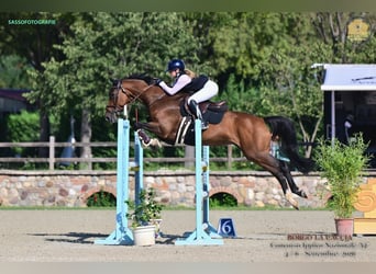 Selle Français, Merrie, 16 Jaar, 168 cm, Bruin