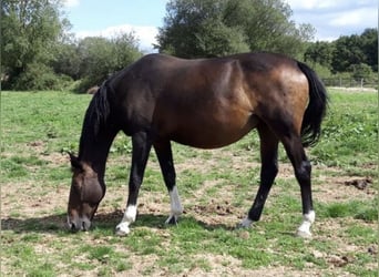 Selle Français, Merrie, 18 Jaar, 161 cm, Donkerbruin