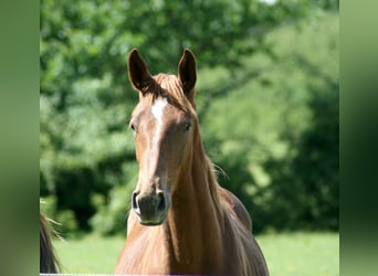 Selle Français, Merrie, 1 Jaar, Vos