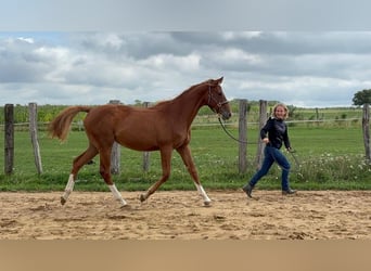 Selle Français, Merrie, 1 Jaar, Vos