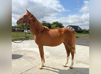 Selle Français, Merrie, 1 Jaar, Vos