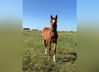 Selle Français, Merrie, 1 Jaar, Vos