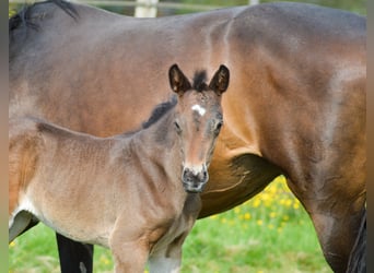 Selle Français, Merrie, 1 Jaar, Zwartbruin