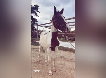 Selle Français, Merrie, 2 Jaar, 165 cm, Tobiano-alle-kleuren