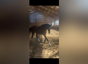 Selle Français, Merrie, 2 Jaar, Donkerbruin