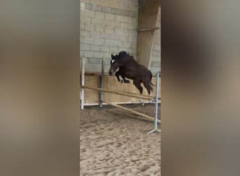 Selle Français, Merrie, 2 Jaar, Donkerbruin