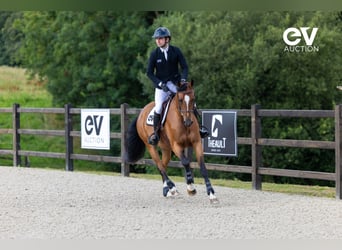 Selle Français, Merrie, 4 Jaar, 164 cm, Bruin