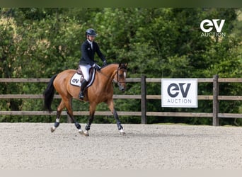 Selle Français, Merrie, 4 Jaar, 164 cm, Bruin