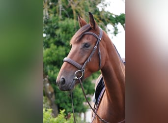 Selle Français, Merrie, 4 Jaar, 168 cm, Bruin