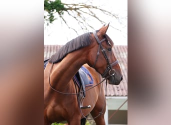 Selle Français, Merrie, 4 Jaar, 168 cm, Bruin