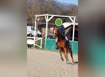 Selle Français, Merrie, 5 Jaar, 162 cm, Roodvos
