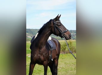 Selle Français, Merrie, 5 Jaar, 163 cm, Donkerbruin
