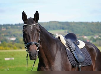 Selle Français, Merrie, 5 Jaar, 163 cm, Donkerbruin
