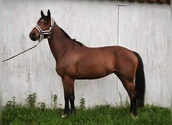 Selle Français, Merrie, 5 Jaar, 165 cm, Bruin