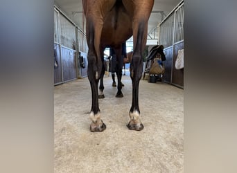 Selle Français, Merrie, 5 Jaar, 166 cm, Bruin