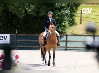 Selle Français, Merrie, 5 Jaar, 167 cm, Bruin