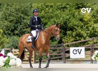 Selle Français, Merrie, 5 Jaar, 167 cm, Bruin