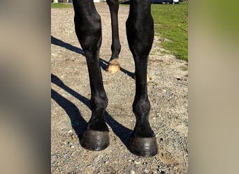 Selle Français, Merrie, 5 Jaar, 167 cm, Zwartbruin