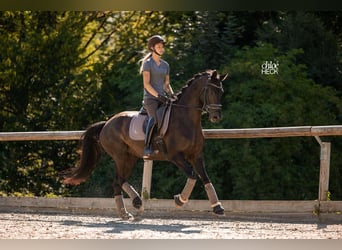 Selle Français, Merrie, 6 Jaar, 164 cm, Donkerbruin