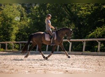 Selle Français, Merrie, 6 Jaar, 164 cm, Donkerbruin