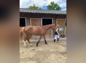 Selle Français, Merrie, 6 Jaar, 165 cm, Donkere-vos