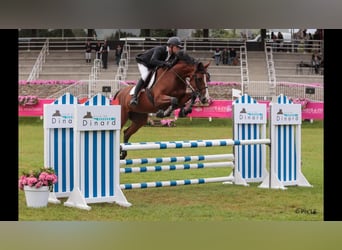 Selle Français, Merrie, 6 Jaar, 167 cm, Roodbruin