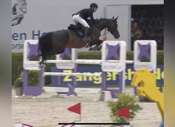 Selle Français, Merrie, 6 Jaar, 168 cm, Donkerbruin