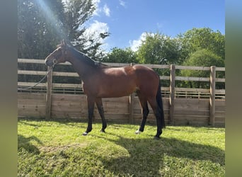 Selle Français, Merrie, 6 Jaar, 170 cm, Roodbruin