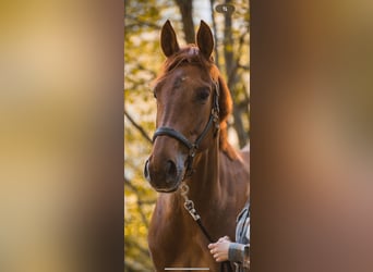 Selle Français, Merrie, 6 Jaar, 170 cm, Vos