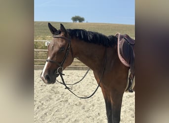 Selle Français, Merrie, 7 Jaar, 164 cm, Roodbruin