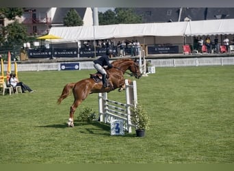 Selle Français, Merrie, 7 Jaar, 165 cm, Donkere-vos