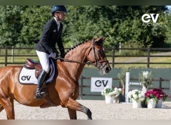 Selle Français, Merrie, 7 Jaar, 168 cm, Bruin