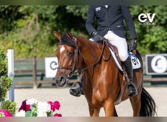 Selle Français, Merrie, 7 Jaar, 168 cm, Bruin