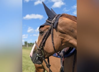 Selle Français, Merrie, 7 Jaar, 168 cm, Roodvos