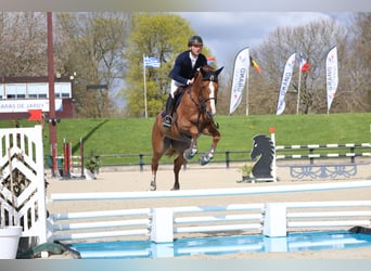 Selle Français, Merrie, 7 Jaar, 168 cm, Roodvos