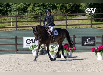 Selle Français, Merrie, 7 Jaar, 172 cm, Zwartbruin
