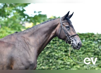 Selle Français, Merrie, 7 Jaar, 172 cm, Zwartbruin