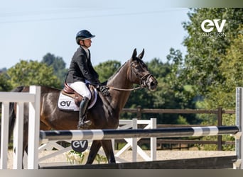 Selle Français, Merrie, 7 Jaar, 172 cm, Zwartbruin