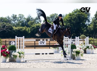 Selle Français, Merrie, 7 Jaar, 172 cm, Zwartbruin