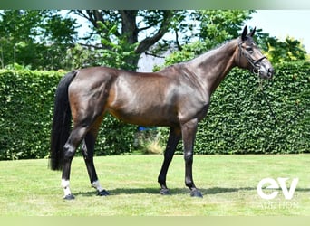 Selle Français, Merrie, 7 Jaar, 172 cm, Zwartbruin
