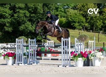 Selle Français, Merrie, 7 Jaar, 172 cm, Zwartbruin
