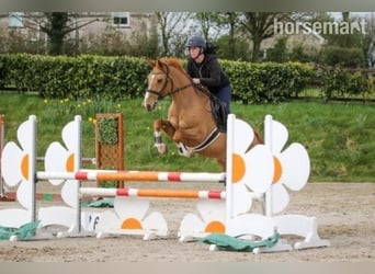 Selle Français Mix, Merrie, 7 Jaar, Donkere-vos