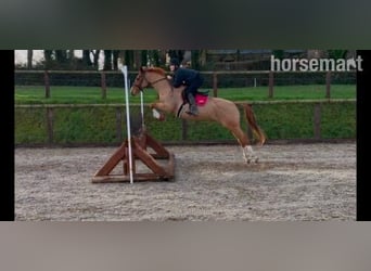 Selle Français Mix, Merrie, 7 Jaar, Donkere-vos