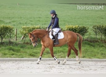 Selle Français Mix, Merrie, 7 Jaar, Donkere-vos