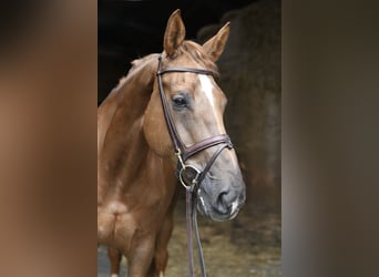 Selle Français, Merrie, 8 Jaar, 175 cm, Donkere-vos