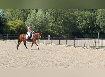 Selle Français Mix, Merrie, 9 Jaar, 148 cm, Donkerbruin