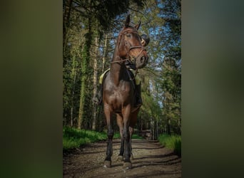 Selle Français, Merrie, 9 Jaar, 167 cm, Zwartbruin